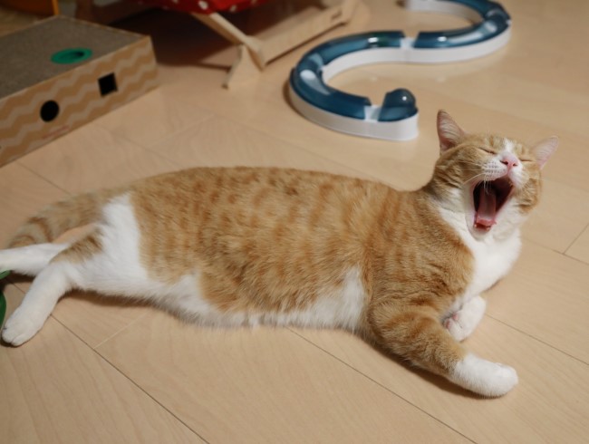 涼し~。 涼し~。