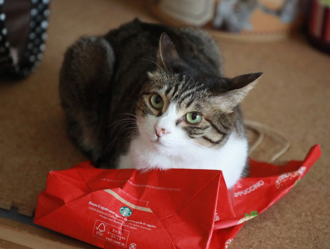 ���Ǥ��������͡�