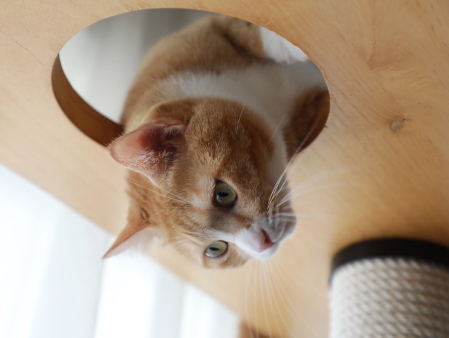 ¤¢¤½¤Ü¡¼¡ª ¤¢¤½¤Ü¡¼¡ª