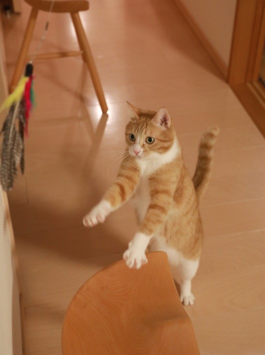 ¸Æ¤ó¤À¡ª¡© ¸Æ¤ó¤À¡ª¡©