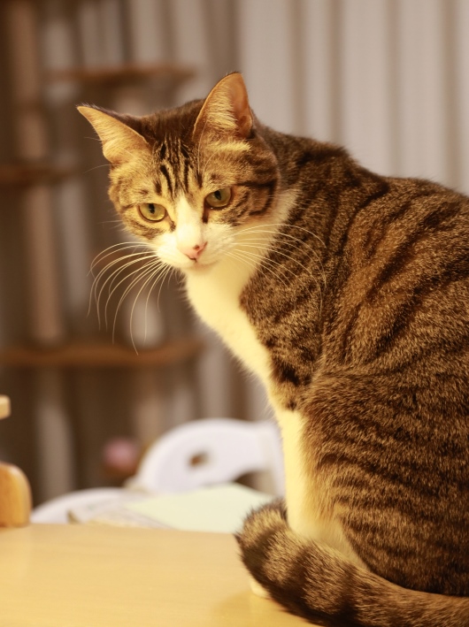 んもー! んもー!