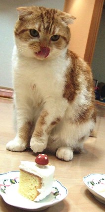 ���ꥹ�ޥ�����������