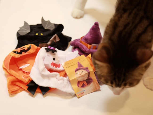 ねこハロウィンちゃんセット。 ねこハロウィンちゃんセット。