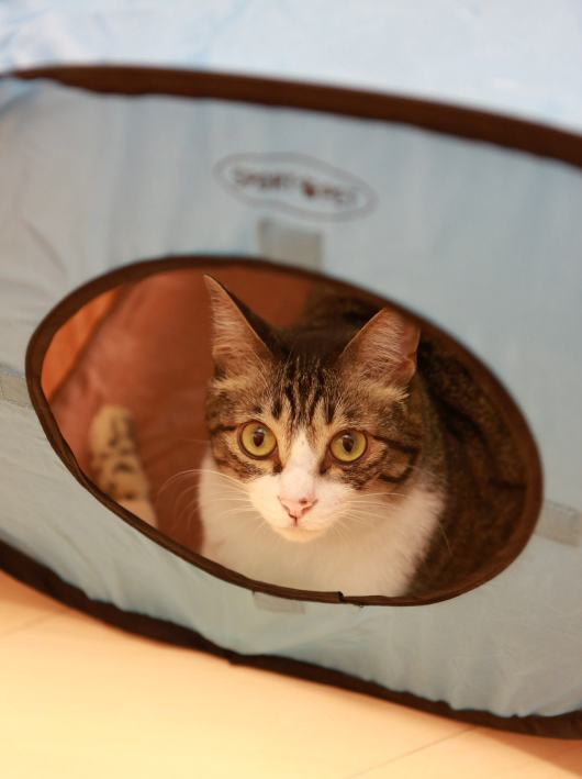 しまっておいたの。