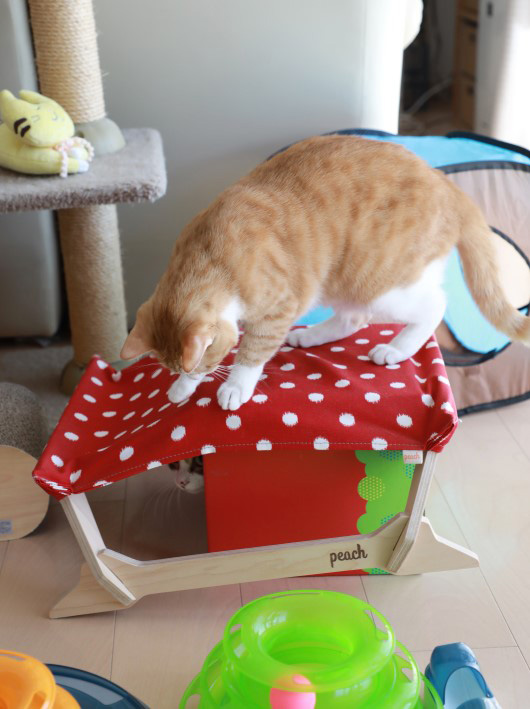 ボクのなのにー。 ボクのなのにー。