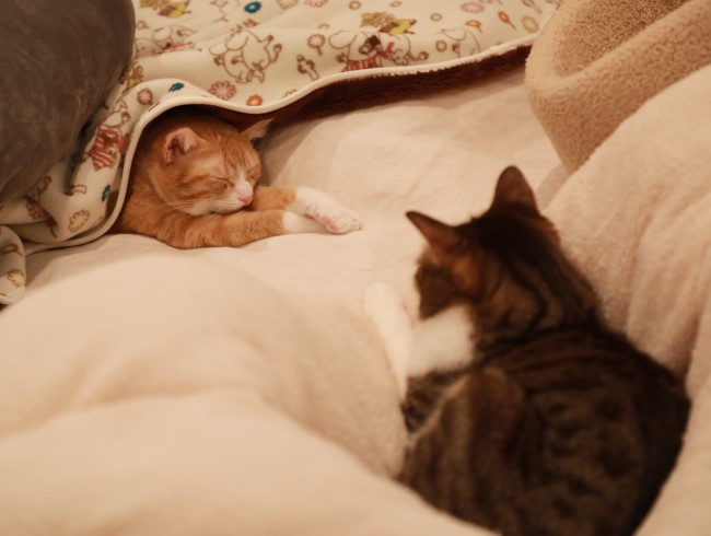 姐さんのそばがいいの。 姐さんのそばがいいの。