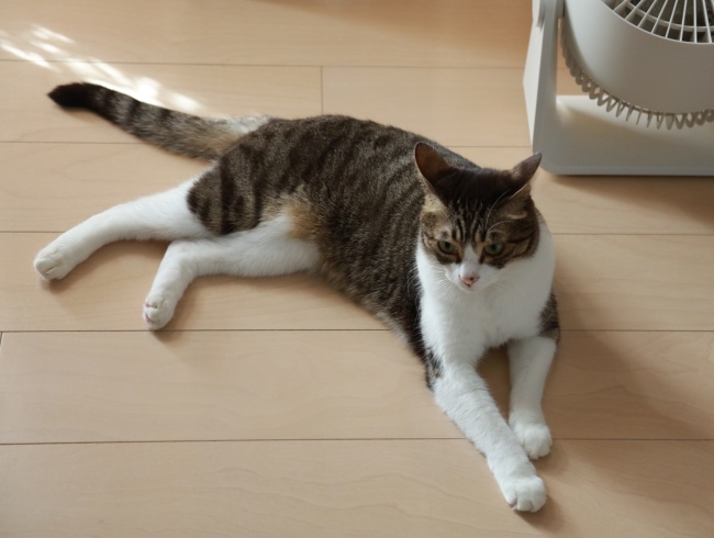 アミ、犯にゃん知ってるよ。 アミ、犯にゃん知ってるよ。