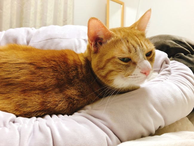 �ܥ��Ǥ����ɡ�