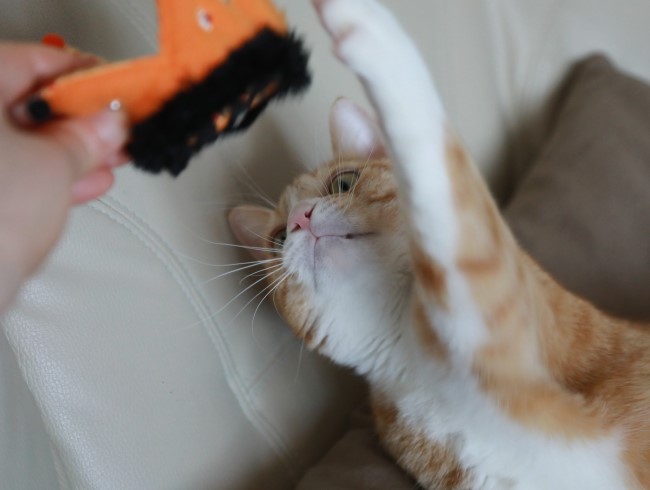 えいえいっ! えいえいっ!