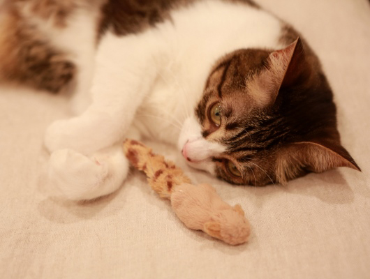 ひとりでつまらなかったんだもん。