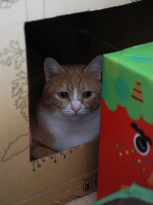 �ܥ��Ϥ��ޤ���衣