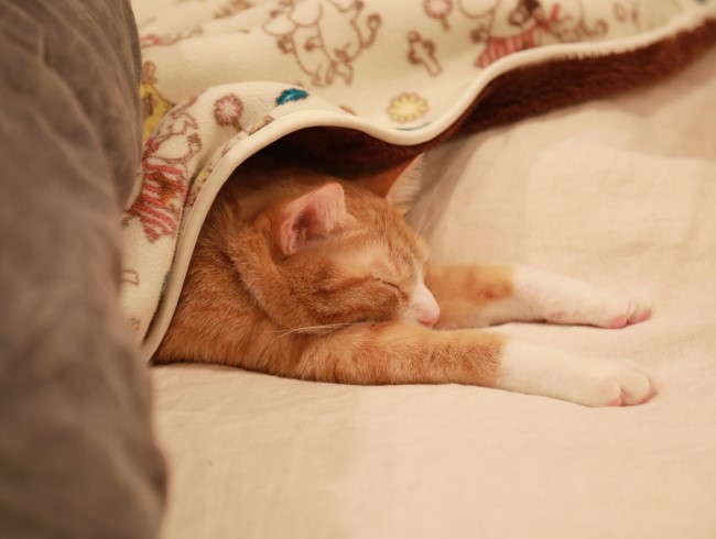 のびー。 のびー。