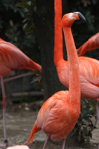 上野動物園4