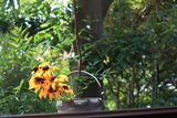 IMG_1080