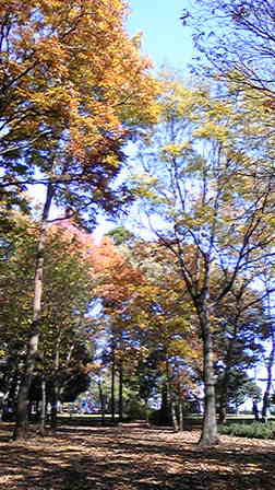 2009年秋 紅葉1
