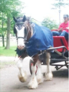 馬車