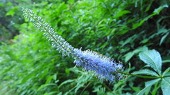 DSCN8093