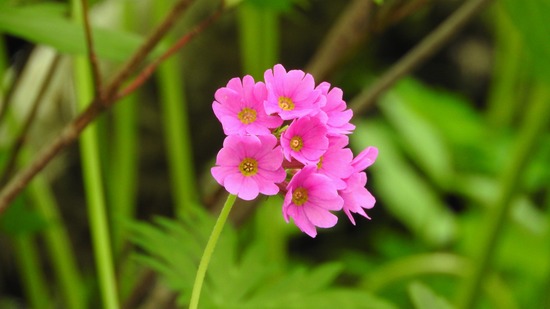 DSCN7254-1