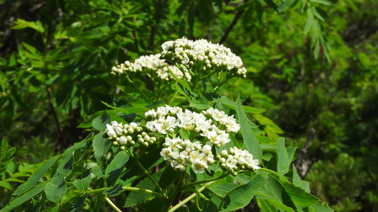 DSCN7191
