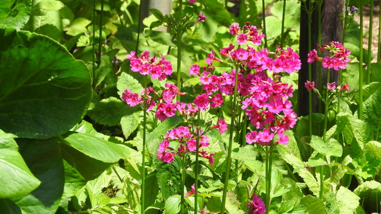 DSCN2910