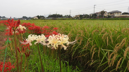 DSCN0978