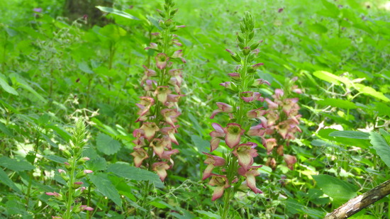 DSCN4363