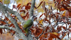 DSCN4487-1