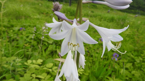 DSCN7754