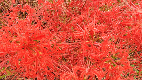 DSCN0774