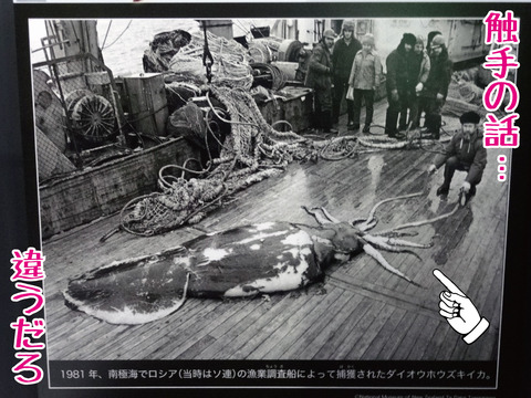 触手の話