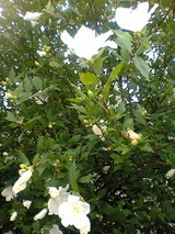 4eb137e5.JPG