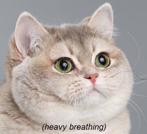 heavybreathcat