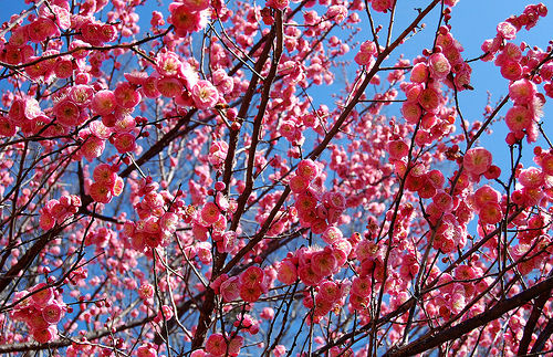 ume_14