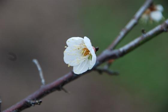 ume_10