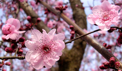 ume_17