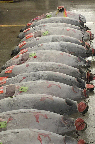 tsukiji_15_3
