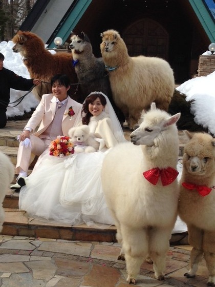 wedding_alpaca2