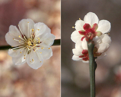 ume_9