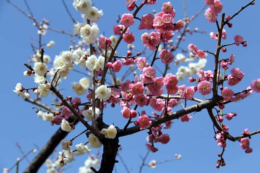 ume_12