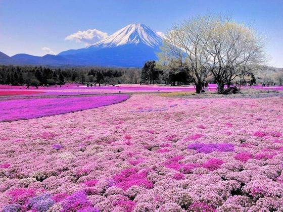 fuji_pink