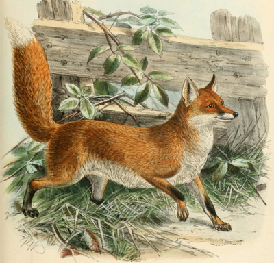 fox
