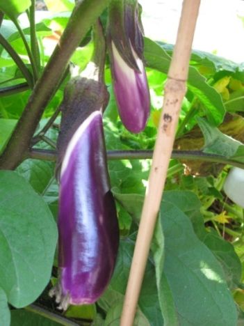 eggplant_1