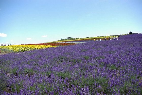 Lavender5