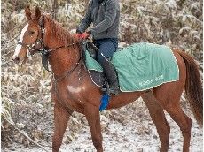 �쥤�󥪥����㥤���17_20190111