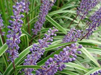 秋の草花 秋の花 : 坂道散歩 slope walker