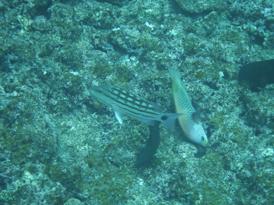 DSCF2687