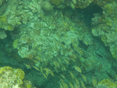 DSCN0099