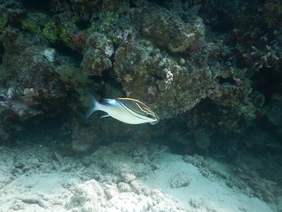 DSCN0910