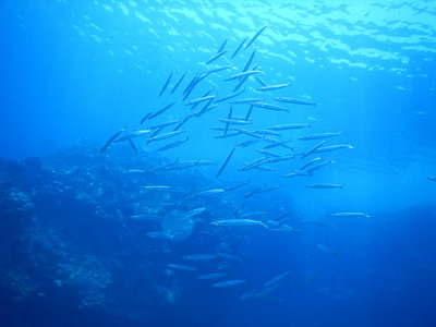 DSCN1194