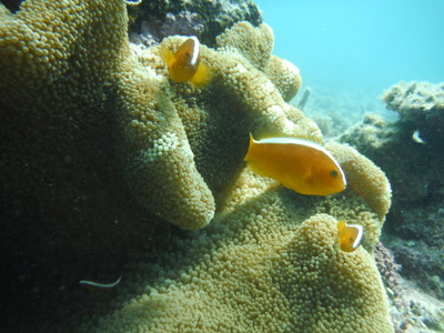 DSCF5080